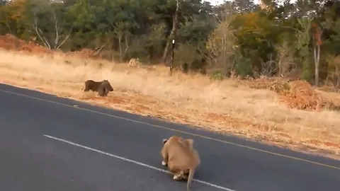 CLIP: Chủ quan, lợn rừng trở thành miếng mồi ngon của bầy sư tử hung dữ