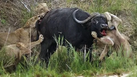 CLIP: Trâu rừng dũng mãnh húc thủng ngực sư tử, thoát chết ngoạn mục
