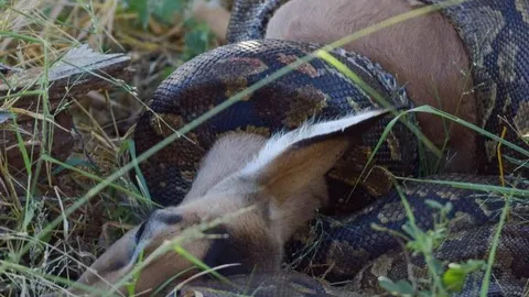 CLIP: Trăn đá khổng lồ nuốt chửng linh dương