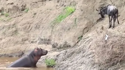 CLIP: Linh dương đầu bò thoát chết trong gang tấc vì bị hà mã mẹ hiểu lầm