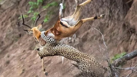 CLIP: Báo hoa mai tung 'tuyệt kỹ khinh công' xuất sắc, đoạt mạng linh dương trong một nốt nhạc