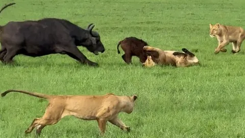 CLIP: 'Đoàn quân' trâu rừng cùng nhau 'đánh hội đồng' sư tử, giải cứu đồng loại ngoạn mục