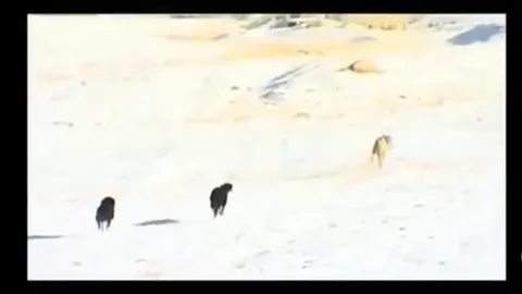 CLIP: Chó sói sa lưới nhận kết cục bi thảm dưới móng vuốt bầy chó săn