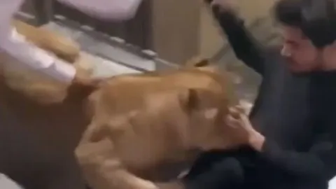 CLIP: Nuôi sư tử làm thú cưng, chàng trai bị chúa sơn lâm cắn xé và màn giải cứu của chủ nhà khiến người xem 'thót tim'
