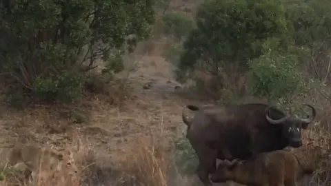 CLIP: Trâu rừng 'đơn thương độc mã' ác chiến với cả bầy sư tử để bảo vệ con