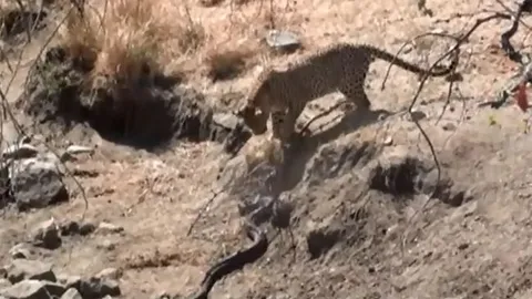 CLIP: Báo hoa mai tung đòn chí mạng, hạ sát trăn đá 'khủng'