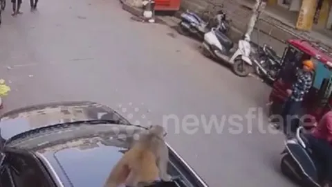 CLIP: Khỉ hoang rơi từ trên cao xuống, làm vỡ cửa sổ trời ô tô và màn thoát thân như chưa có chuyện gì xảy ra