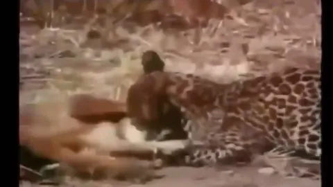 CLIP: Cái kết đẫm máu cho kẻ cả gan thách thức “báo vương”