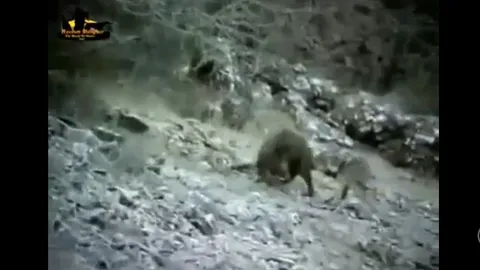 CLIP: Lợn rừng đơn độc quyết chiến 4 con chó sói và cái kết đau lòng