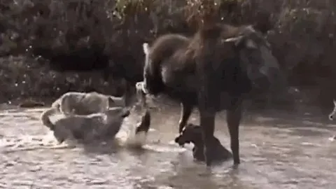 CLIP: Nai sừng tấm mẹ dũng cảm tử chiến bầy sói để bảo vệ con nhỏ và cái kết đầy xúc động