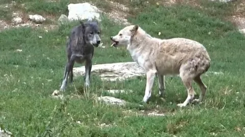 CLIP: Sói Omega bị chính đồng loại tấn công trong lúc tìm kiếm thức ăn