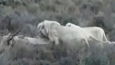 CLIP: Bầy sư tử trắng quý hiếm hợp sức hạ gục linh dương gần 1 tấn
