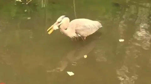 CLIP: Diệc xanh thông minh dùng bánh mì làm mồi nhử, khiến người xem trầm trồ