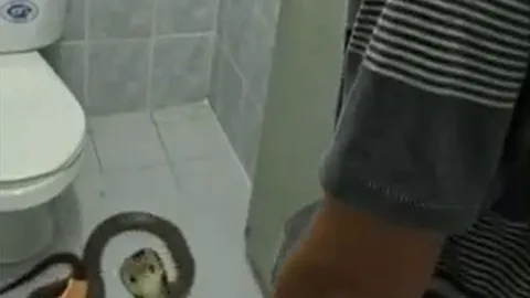 CLIP: Kinh hãi trước cảnh rắn hổ mang ẩn nấp trong nhà tắm và màn thu phục khiến người xem 'thót tim'