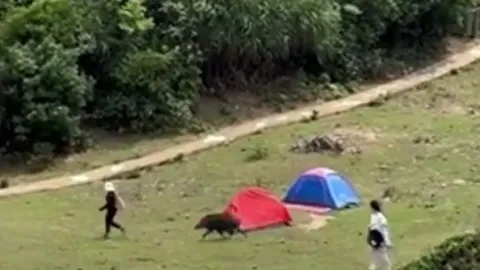 CLIP: 'Cười ra nước mắt' trước cảnh lợn rừng truy đuổi du khách để cướp ba lô giữa ban ngày