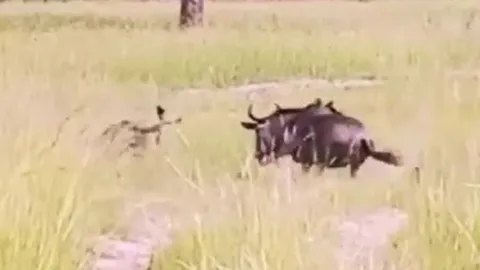 CLIP: Linh dương đầu bò liều mình chiến đấu với báo hoa mai để cứu con và kết cục đau lòng