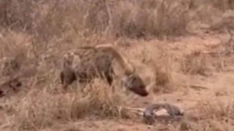 CLIP: Vừa săn được linh dương, trăn đá phải trơ mắt nhìn linh cẩu cướp mồi