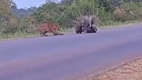 CLIP: Cảm động trước khoảnh khắc nhím bố mẹ lấy thân mình bảo vệ con non không cho báo hoa mai tấn công