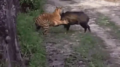 CLIP: Bị hổ ngoạm chặt cổ, lợn rừng vùng dậy phản đòn và cái kết