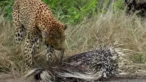 CLIP: 'Đói quá hóa liều', báo hoa mai cố gắng ăn thịt nhím bất chấp việc bị lông con mồi đâm khắp người