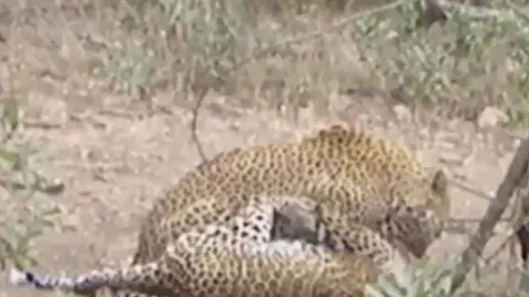 CLIP: Tranh giành lãnh thổ, báo hoa mai bị đồng loại cắn vỡ sọ, nằm hấp hối sau trận tử chiến