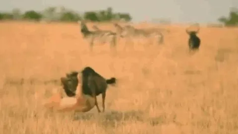 CLIP: Đi săn linh dương đầu bò, sư tử từ kẻ đi săn biến thành con mồi