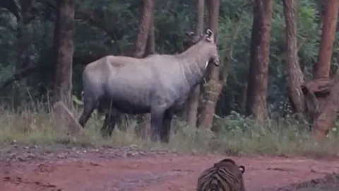 CLIP: 'Chơi trò trốn tìm' với linh dương bò lam, hổ Bengal nhận cái kết 'muối mặt'