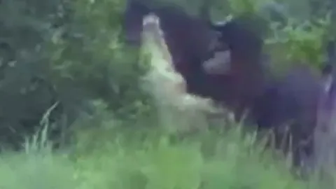 CLIP: Cá sấu khổng lồ lĩnh hậu quả khi liều lĩnh tấn công trâu rừng