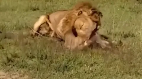 CLIP: Ớn lạnh trước khoảnh khắc sư tử đực cắn chết sư tử cái rồi kéo đi