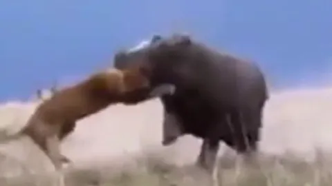 CLIP: Trêu chọc hà mã đang nghỉ ngơi, sư tử suýt trả giá bằng tính mạng