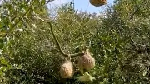 CLIP: Mò lên tổ chim thợ dệt kiếm ăn, rắn lục boomslang nhận ngay 'quả báo' nhưng cái kết mới bất ngờ