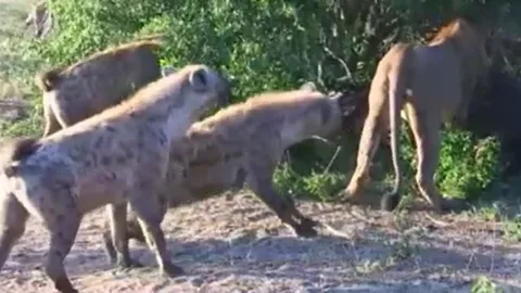 CLIP: Vừa săn được trâu rừng, sư tử chưa kịp thưởng thức đã bị đàn linh cẩu tới tranh công và cái kết