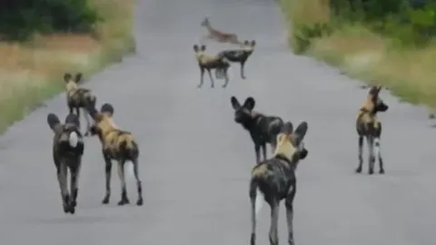 CLIP: Bị bầy chó hoang chặn đường truy bắt, linh dương vẫn đủ sức biến kẻ đi săn thành 'trò hề'