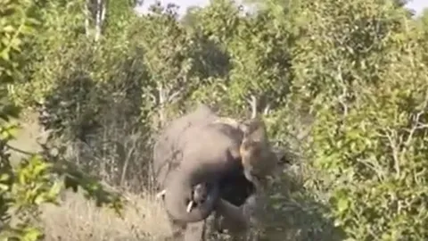 CLIP: Đi săn voi chưa trưởng thành, sư tử nhận cái kết 'muối mặt'