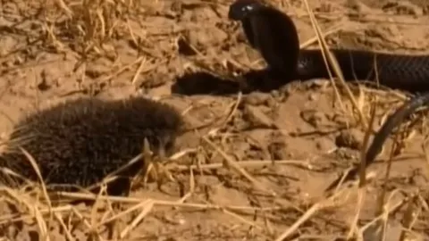 CLIP: Hổ mang Ai Cập chạm trán nhím gai, kẻ săn mồi mang nọc độc lại tháo chạy trước "chiến binh" tí hon