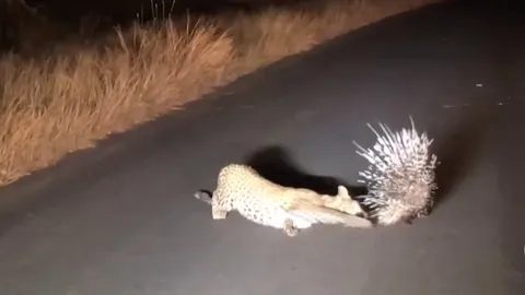 CLIP: Chú báo con lúng túng trước con nhím “bọc thép”