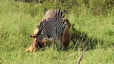 CLIP: Ngựa vằn tử nạn khi bị 4 con sư tử tấn công