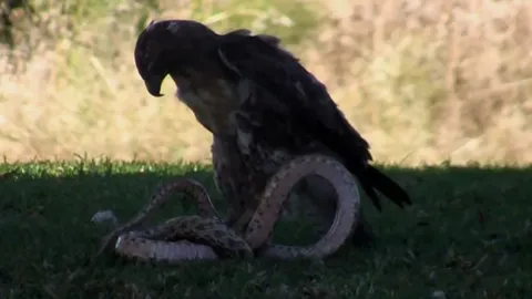 CLIP: Đại bàng quyết đấu rắn đuôi chuông khổng lồ