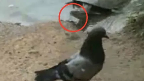 CLIP: Ngỡ ngàng trước cảnh rùa săn bồ câu siêu nhanh