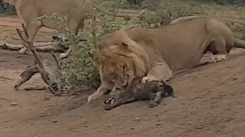 CLIP: Sư tử đực lạnh lùng đoạt mạng linh cẩu con tàn khốc