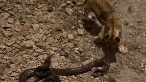 CLIP: Cuộc đối đầu nghẹt thở giữa sư tử con và trăn khổng lồ