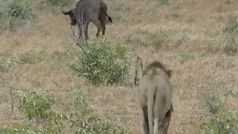 CLIP: Trâu rừng hợp sức truy đuổi sư tử, giải cứu đồng loại trong gang tấc