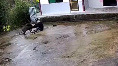 CLIP: Kinh hoàng khoảnh khắc lợn rừng lao vào sân tấn công cụ ông