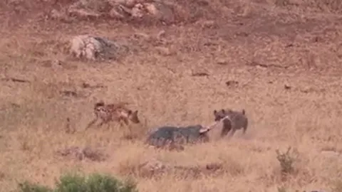 CLIP: Kịch tính màn đại chiến giành mồi của báo hoa mai, linh cẩu và cá sấu