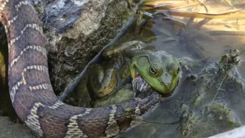 CLIP: Trận chiến không khoan nhượng giữa ếch và rắn độc, cái kết đầy kịch tính