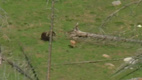 CLIP: Gấu xám Bắc Mỹ truy đuổi và hạ gục nai sừng tấm giữa rừng sâu