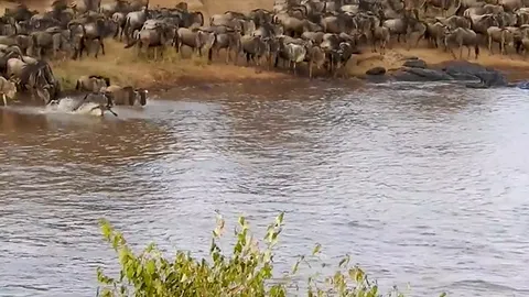 CLIP: Linh dương đầu bò trở thành mồi ngon cho cá sấu khổng lồ bên dòng sông Mara