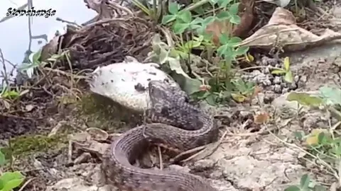 CLIP: Săn được cá, rắn vẫn đành ngậm ngùi ôm bụng đói