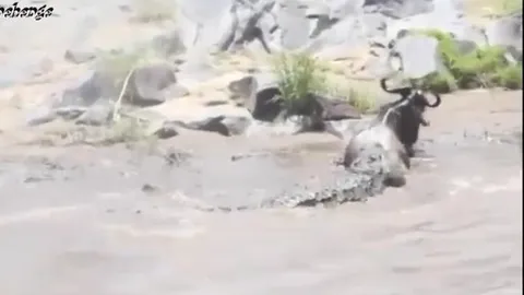 CLIP: Linh dương đầu bò gục ngã trước hàm cá sấu tàn độc