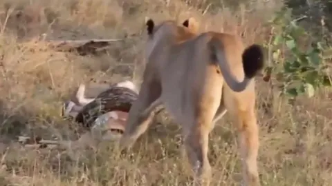 CLIP: Cuộc chạm trán kịch tính giữa sư tử cái và trăn khổng lồ vì miếng mồi béo bở